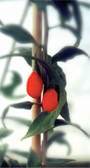 Goji berries 