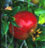 natural antioxidants